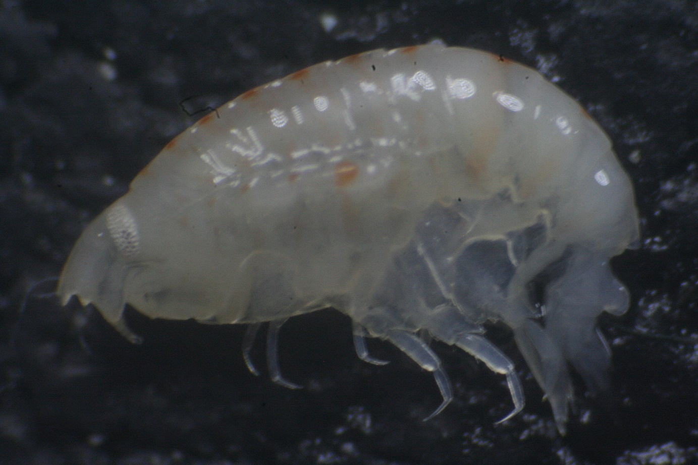 Amphipod